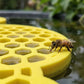 Mangeoire à liquide sûre pour les abeilles et les papillons